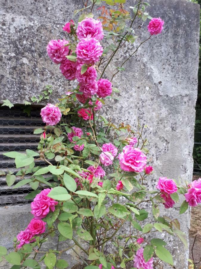 Conways B&B Claremorris Kültér fotó